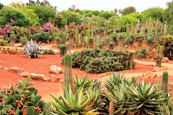 Der botanische Garten Botanicactus von Mallorca, Bild-3