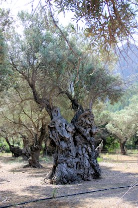 Mallorcas Strände: Cala Tunet, hier: alter Olivenbaum, Bild-6