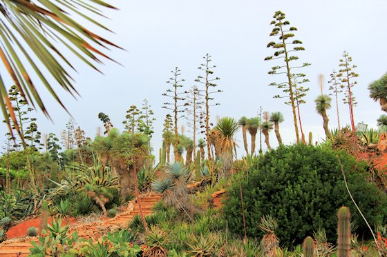 Der botanische Garten Botanicactus von Mallorca, Bild-1