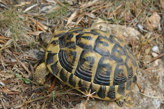 Mallorca Tiere - Schildkröte an der Cala Varques